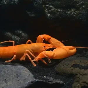 Saisonangebot Aprikosenkrebs (Cherax holthuisi)